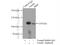Notch Receptor 1 antibody, 10062-2-AP, Proteintech Group, Immunoprecipitation image 