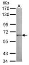 Kelch Like Family Member 25 antibody, NBP2-17082, Novus Biologicals, Western Blot image 