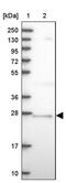 Protein cappuccino homolog antibody, PA5-60534, Invitrogen Antibodies, Western Blot image 