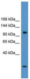 Chloride Voltage-Gated Channel 1 antibody, TA338391, Origene, Western Blot image 