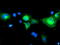 Schwannomin-interacting protein 1 antibody, M10758, Boster Biological Technology, Immunofluorescence image 