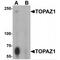 Testis And Ovary Specific PAZ Domain Containing 1 antibody, MBS153636, MyBioSource, Western Blot image 