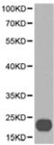Protein max antibody, TA324270, Origene, Western Blot image 