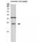60S ribosomal protein L10 antibody, LS-C385681, Lifespan Biosciences, Western Blot image 