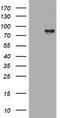 Hdm2 antibody, LS-C175651, Lifespan Biosciences, Western Blot image 