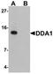Lymphocyte Antigen 6 Family Member K antibody, orb75644, Biorbyt, Western Blot image 