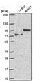 Mitochondrial Rho GTPase 1 antibody, HPA010687, Atlas Antibodies, Western Blot image 