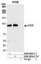 CCCTC-Binding Factor antibody, A300-543A, Bethyl Labs, Immunoprecipitation image 