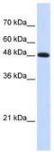 DNA Polymerase Mu antibody, TA334472, Origene, Western Blot image 