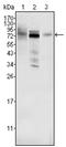Protein Mdm4 antibody, AM06258SU-N, Origene, Western Blot image 