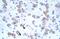 Cation Channel Sperm Associated 2 antibody, GTX47630, GeneTex, Immunohistochemistry paraffin image 