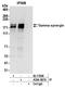 Synergin Gamma antibody, A304-567A, Bethyl Labs, Immunoprecipitation image 