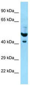 Plasminogen Activator, Urokinase Receptor antibody, TA343271, Origene, Western Blot image 