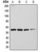V-type proton ATPase subunit H antibody, orb215183, Biorbyt, Western Blot image 