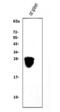 CD79a antibody, A01047-1, Boster Biological Technology, Western Blot image 