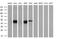 Serpin Family E Member 2 antibody, MA5-25936, Invitrogen Antibodies, Western Blot image 