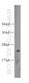 Transgelin antibody, 15502-1-AP, Proteintech Group, Western Blot image 