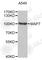 Microtubule Associated Protein 7 antibody, A4267, ABclonal Technology, Western Blot image 