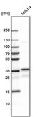 Ribonuclease H2 Subunit B antibody, PA5-59059, Invitrogen Antibodies, Western Blot image 