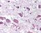 Hypocretin Neuropeptide Precursor antibody, 49-375, ProSci, Immunohistochemistry frozen image 