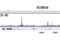 Progesterone Receptor antibody, 8757T, Cell Signaling Technology, Chromatin Immunoprecipitation image 