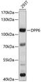 Dipeptidyl Peptidase Like 6 antibody, 13-503, ProSci, Western Blot image 