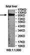F-Box Protein 10 antibody, orb78429, Biorbyt, Western Blot image 
