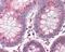 Cullin 9 antibody, 49-462, ProSci, Immunohistochemistry paraffin image 