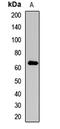 Collagen Type X Alpha 1 Chain antibody, orb412505, Biorbyt, Western Blot image 