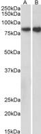 U6 SnRNA Biogenesis Phosphodiesterase 1 antibody, 42-933, ProSci, Western Blot image 