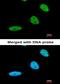 BRCA1-A complex subunit BRE antibody, orb69664, Biorbyt, Immunofluorescence image 