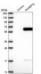 RAN Binding Protein 3 Like antibody, PA5-57959, Invitrogen Antibodies, Western Blot image 