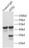 Homeobox protein OTX2 antibody, FNab06044, FineTest, Immunoprecipitation image 
