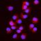 Intraflagellar Transport 43 antibody, A10264, Boster Biological Technology, Immunofluorescence image 