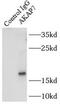 AKAP-7 isoform gamma antibody, FNab00257, FineTest, Immunoprecipitation image 