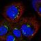 Esterase D antibody, HPA039700, Atlas Antibodies, Immunofluorescence image 