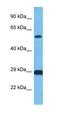 Cell Division Cycle 25B antibody, orb327232, Biorbyt, Western Blot image 