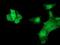 Heat Shock Protein Family B (Small) Member 7 antibody, NBP2-02666, Novus Biologicals, Immunofluorescence image 