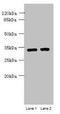 Chromosome 3 Open Reading Frame 49 antibody, orb354179, Biorbyt, Western Blot image 