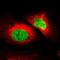 Zinc Finger Protein 207 antibody, NBP1-89550, Novus Biologicals, Immunocytochemistry image 
