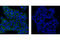 Cadherin 1 antibody, 3195T, Cell Signaling Technology, Immunocytochemistry image 