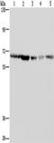NS antibody, TA350242, Origene, Western Blot image 