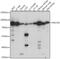 Mucin 20, Cell Surface Associated antibody, 16-352, ProSci, Western Blot image 