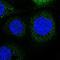 Leucine Rich Repeats And Calponin Homology Domain Containing 3 antibody, NBP2-55087, Novus Biologicals, Immunocytochemistry image 
