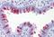 ARVCF Delta Catenin Family Member antibody, orb89558, Biorbyt, Immunohistochemistry paraffin image 