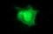 CD44 antibody, LS-C788278, Lifespan Biosciences, Immunofluorescence image 