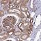 Chromosome 4 Open Reading Frame 36 antibody, NBP2-31678, Novus Biologicals, Immunohistochemistry paraffin image 
