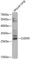 Claudin 5 antibody, 13-500, ProSci, Western Blot image 