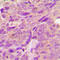 Protein Kinase AMP-Activated Non-Catalytic Subunit Beta 1 antibody, abx133091, Abbexa, Western Blot image 