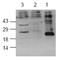 FLICE antibody, AP00055PU-N, Origene, Western Blot image 